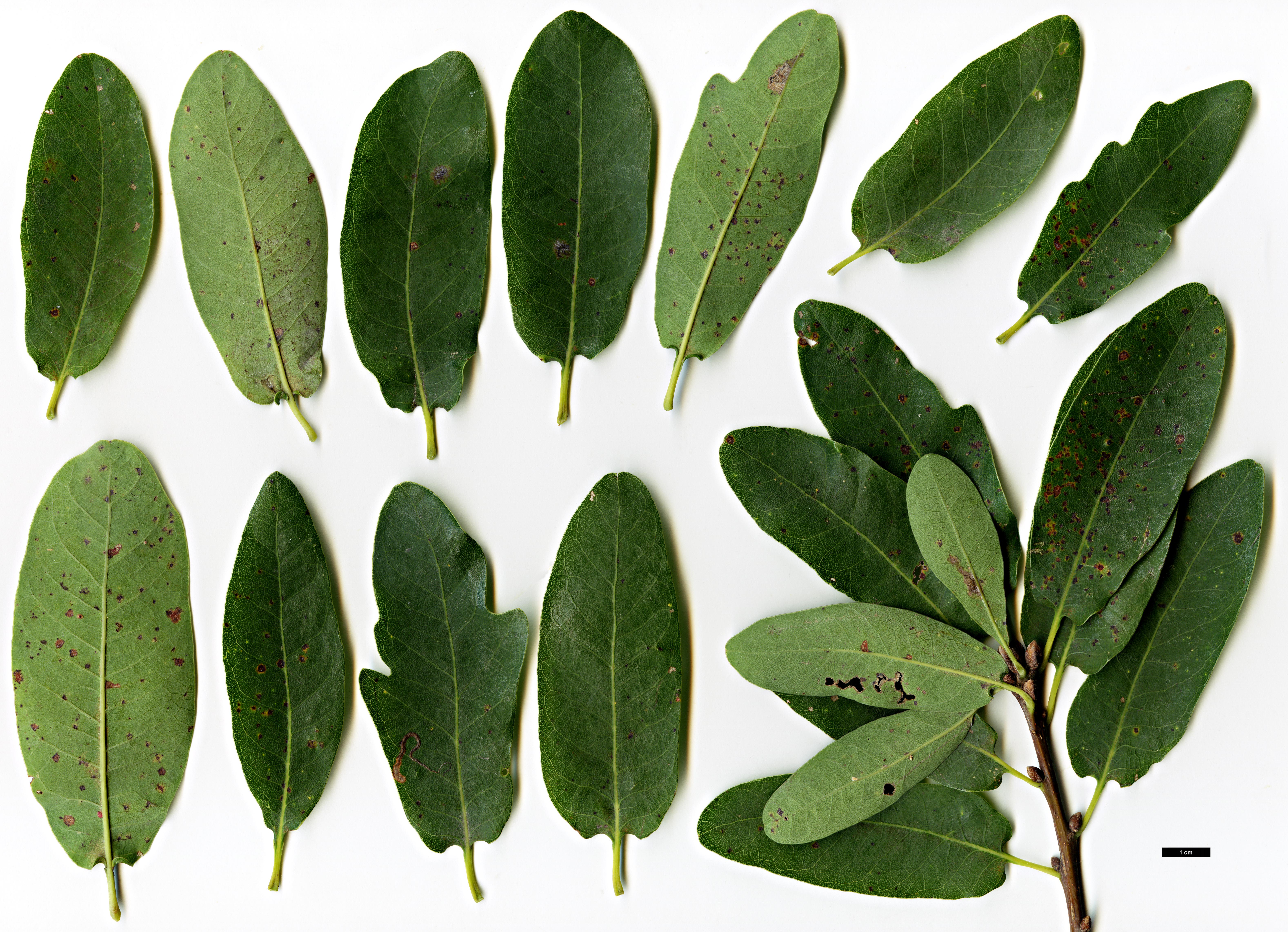 High resolution image: Family: Fagaceae - Genus: Quercus - Taxon: robur - SpeciesSub: Heterophylla Group 'Salicifolia'